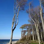 Robbe Im Ostseeidyll Am Waldrand Ostseebad Nienhagen