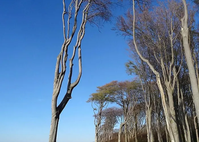 Robbe Im Ostseeidyll Am Waldrand Nienhagen