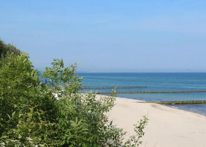 Robbe Im Ostseeidyll Am Waldrand *